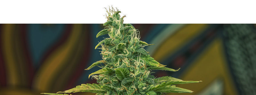 Informationen Kalashnikov Seeds Informationen Kalashnikov Seeds