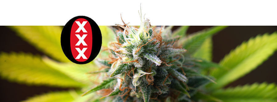 Informationen Über Serious Seeds Informationen Über Serious Seeds