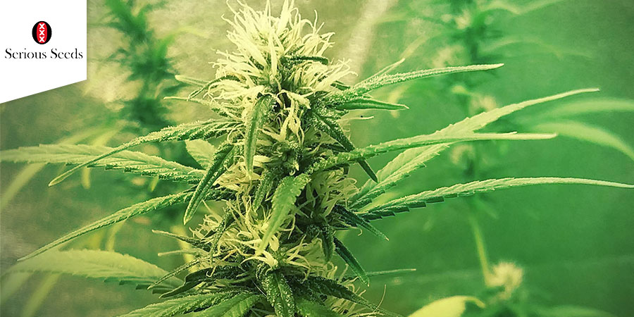 Kali Mist (Serious Seeds)