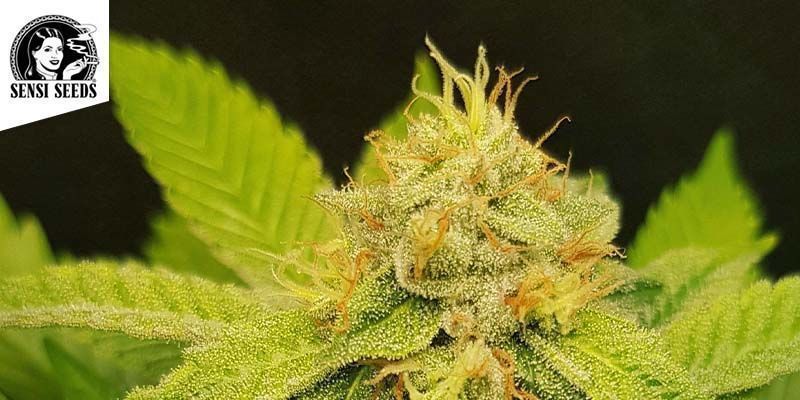 Skunk #1 (Sensi Seeds)