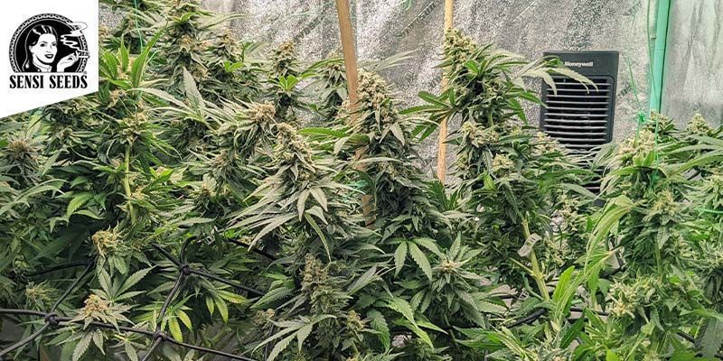 Super Skunk (Sensi Seeds)