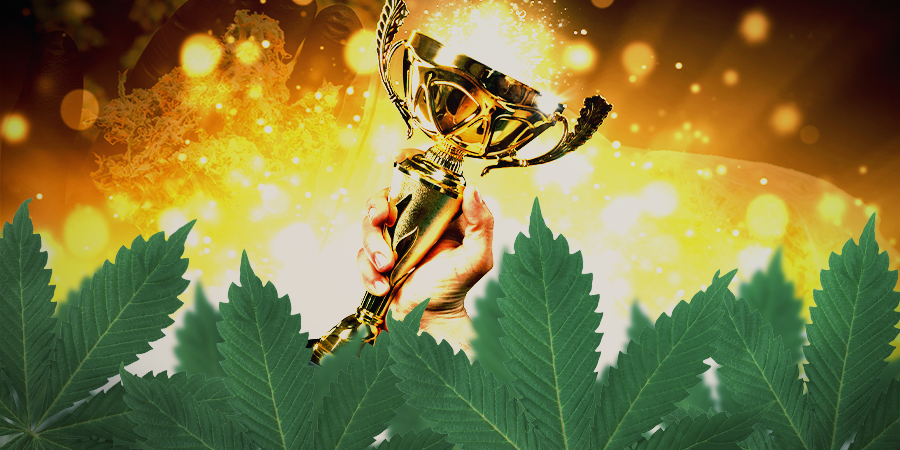 Wie Gut Sind Samen Von Sensi Seeds? Wie gut sind Samen von Sensi Seeds?