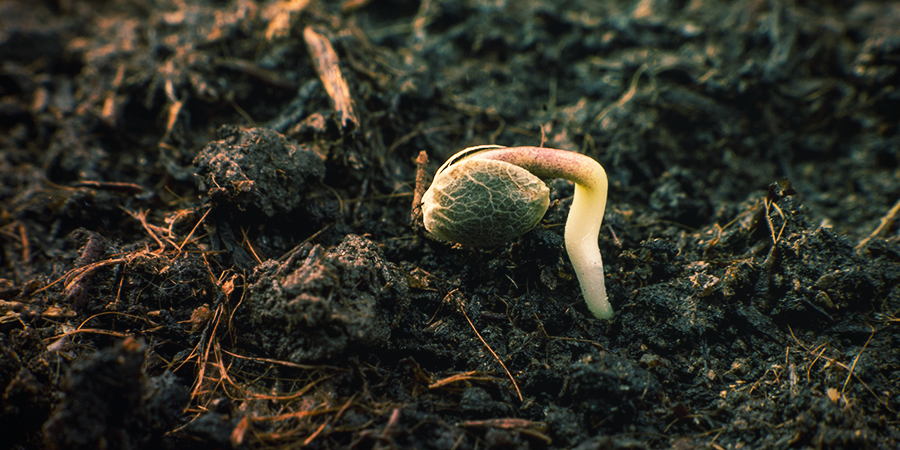 Wie Keimt Man Samen Von Sensi Seeds? Wie keimt man Samen von Sensi Seeds?