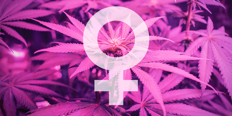 Was Sind Die Besten Feminisierten Cannabissamen Von Sensi Seeds? Was sind die besten feminisierten Cannabissamen von Sensi Seeds?