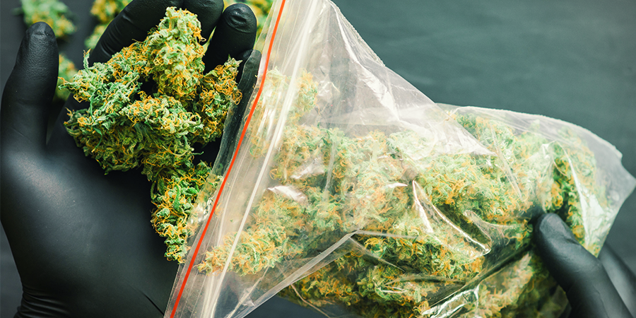 Was Sind Die Cannabissorten Mit Dem Höchsten Ertrag Von Sensi Seeds? Was sind die Cannabissorten mit dem höchsten Ertrag von Sensi Seeds?