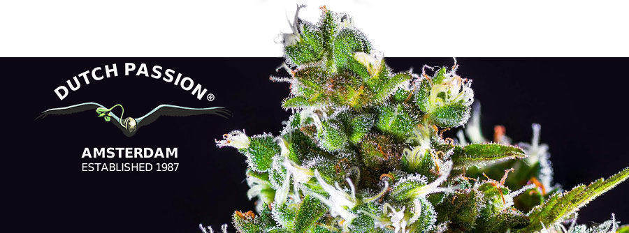 Informationen Über Dutch Passion Informationen Über Dutch Passion