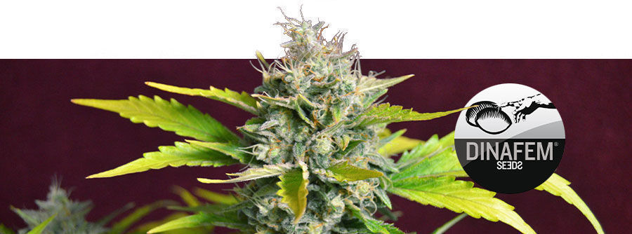 Informationen &Uuml;ber Dinafem