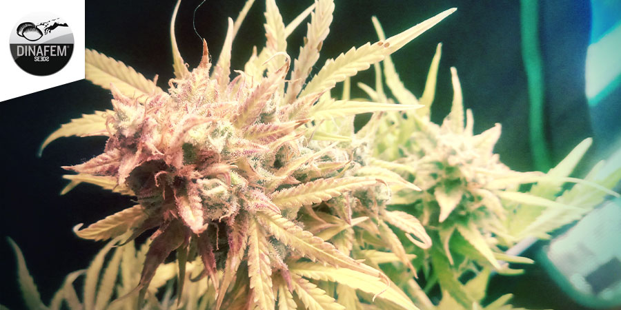 Critical Jack (Dinafem)