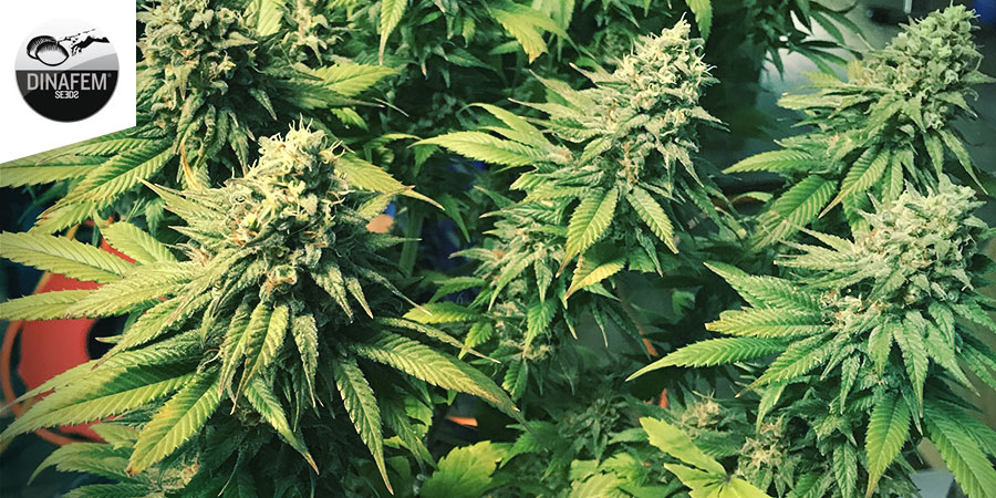 Super Silver (Dinafem)