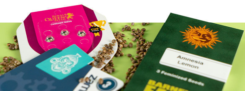 Über Amnesia Sorten Über Amnesia Sorten