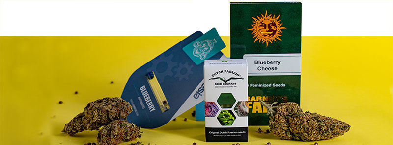 Über Blueberry Sorten Über Blueberry Sorten