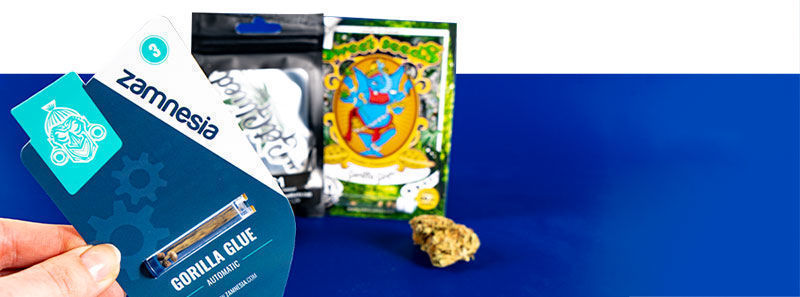 Über Gorilla Glue Sorten Über Gorilla Glue Sorten