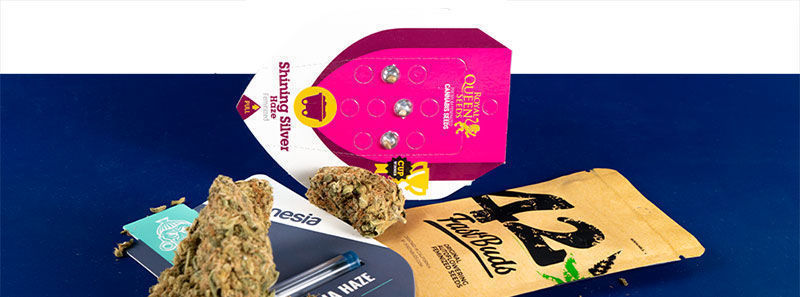 Über Haze-Sorten Über Haze-Sorten