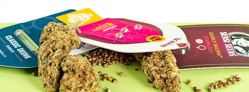 Über Skunk-Sorten Über Skunk-Sorten