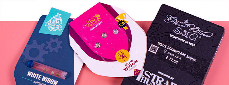 Über White Widow Sorten Über White Widow Sorten