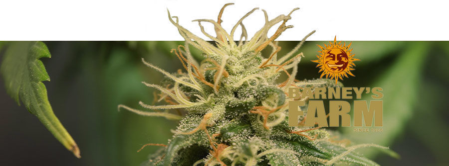 Information Barney's Farm Information Barney's Farm