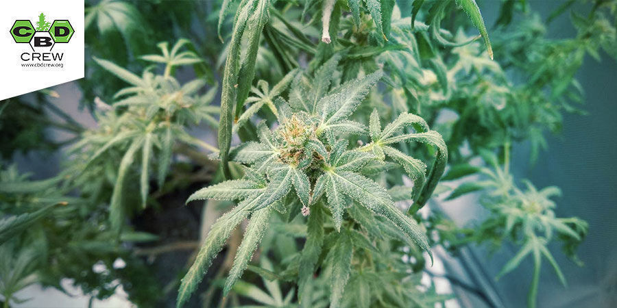 CBD Medi Haze (CBD Crew)