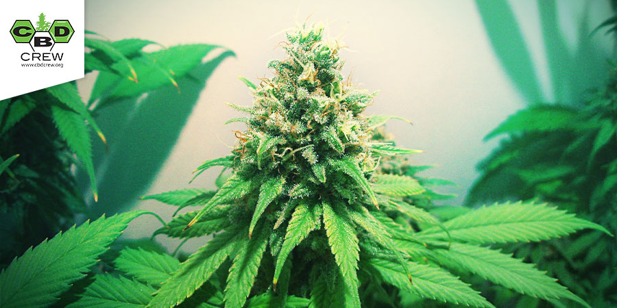 CBD Skunk Haze (CBD Crew)