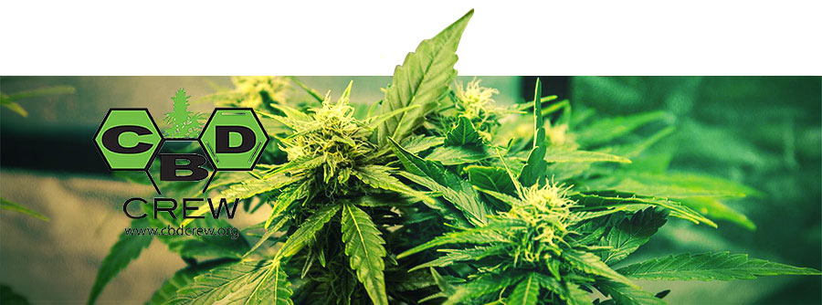 Informationen über CBD Crew Informationen über CBD Crew