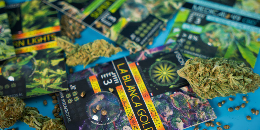 Die Beliebtesten Cannabissamen Von Vision Seeds Die Beliebtesten Cannabissamen Von Vision Seeds