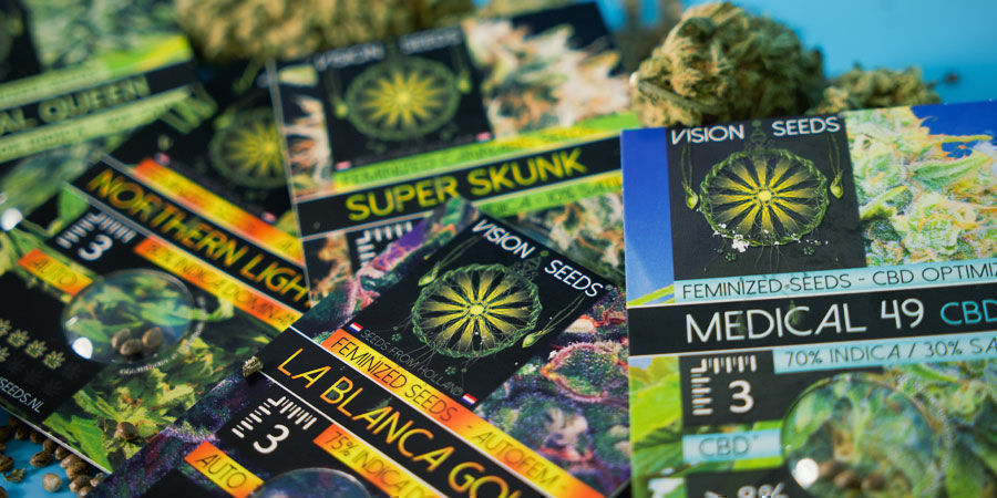 Vision Seeds: Ausschließlich Als Feminisierte Samen Erhältlich Vision Seeds: Ausschließlich Als Feminisierte Samen Erhältlich