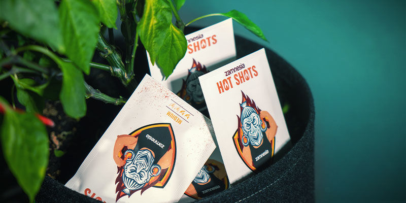 Wie Man Die Besten Chilisamen Auswählt Wie Man Die Besten Chilisamen Auswählt