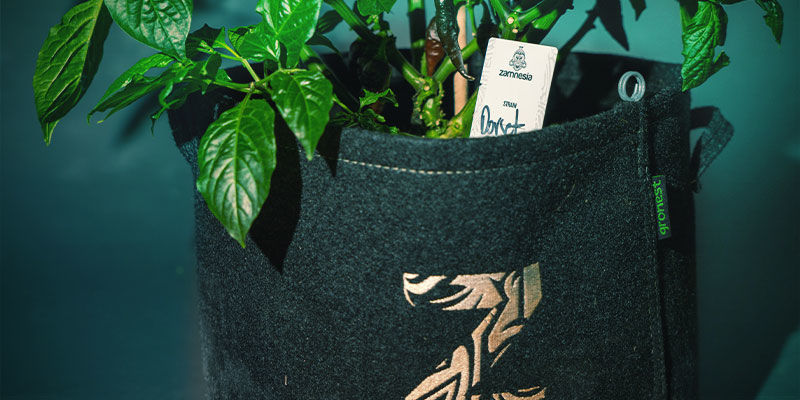 Plane Deinen Anbau Anbau von Chilischoten - Plane Deinen Anbau