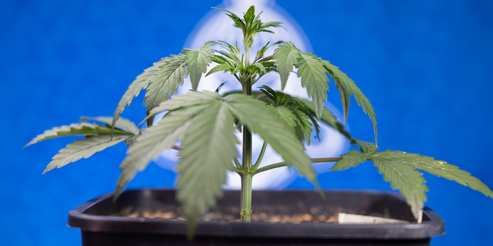 So führst du LST bei Autoflowers durch (Schritt für Schritt)