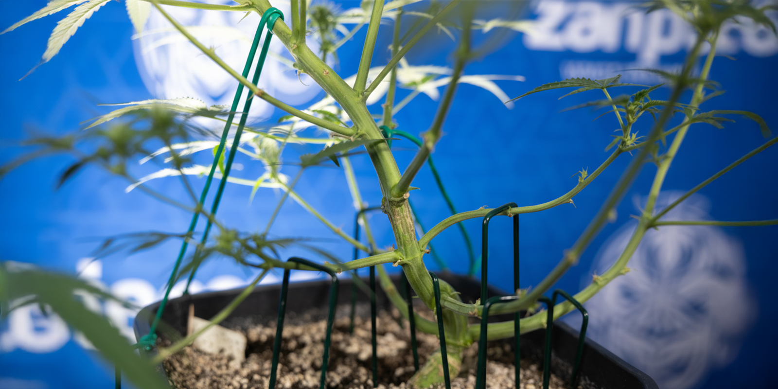 So führst du LST bei Autoflowers durch (Schritt für Schritt)