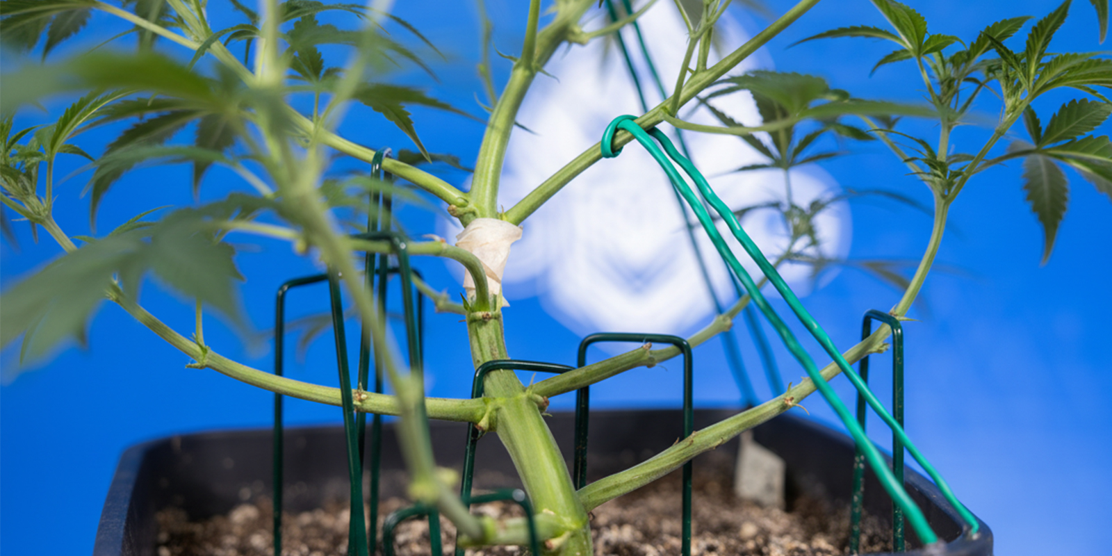 So führst du LST bei Autoflowers durch (Schritt für Schritt)