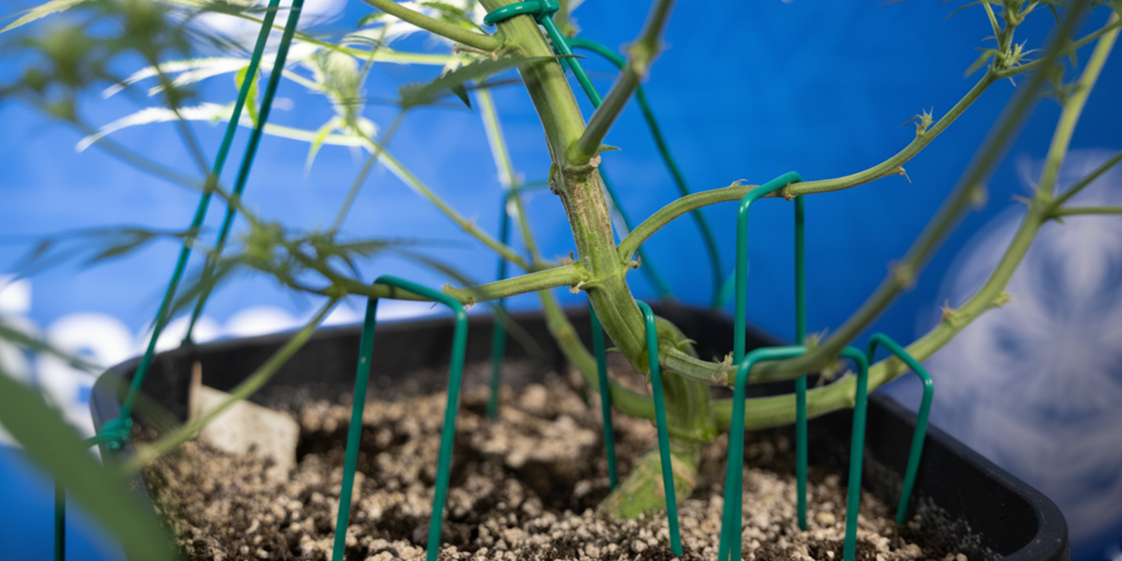 So führst du LST bei Autoflowers durch (Schritt für Schritt)