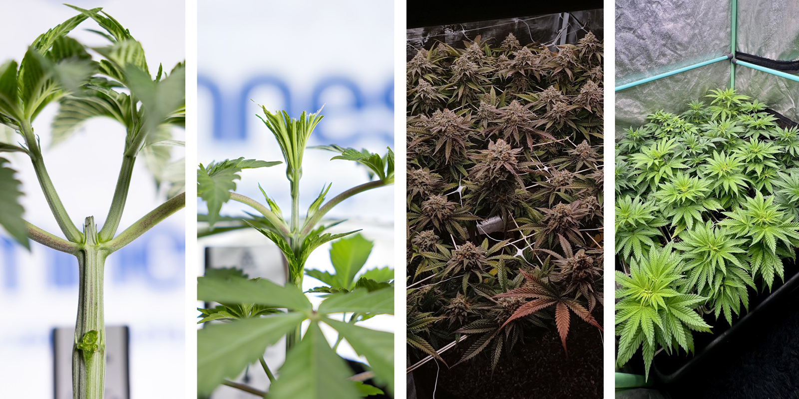 Alternativen zu LST f&uuml;r Autoflowers