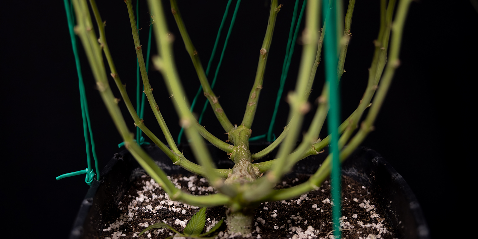 LST: Das Geheimnis f&uuml;r gl&uuml;ckliche, gesunde Autoflowers?