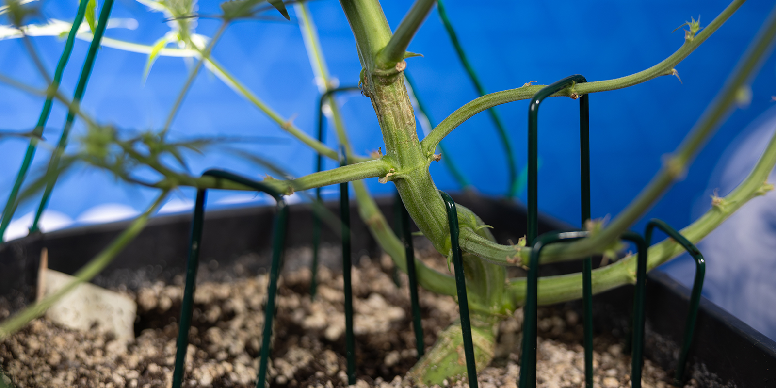 Ist LST f&uuml;r Autoflowers geeignet?