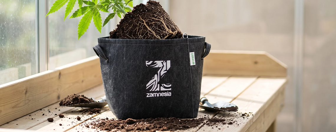 Wann und wie du Cannabispflanzen umtopfst (kompletter Leitfaden)