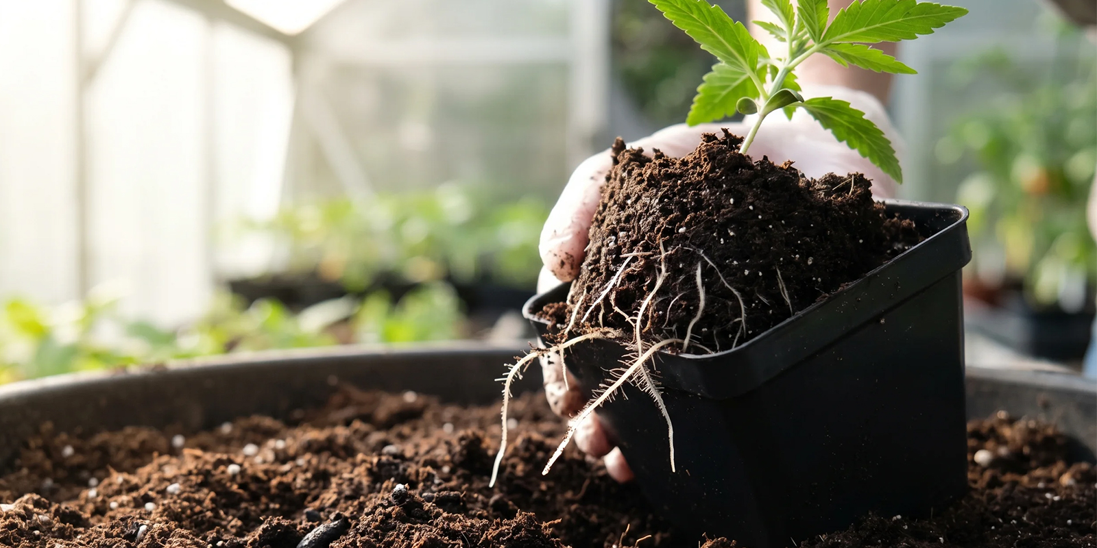 Warum Cannabis umtopfen?