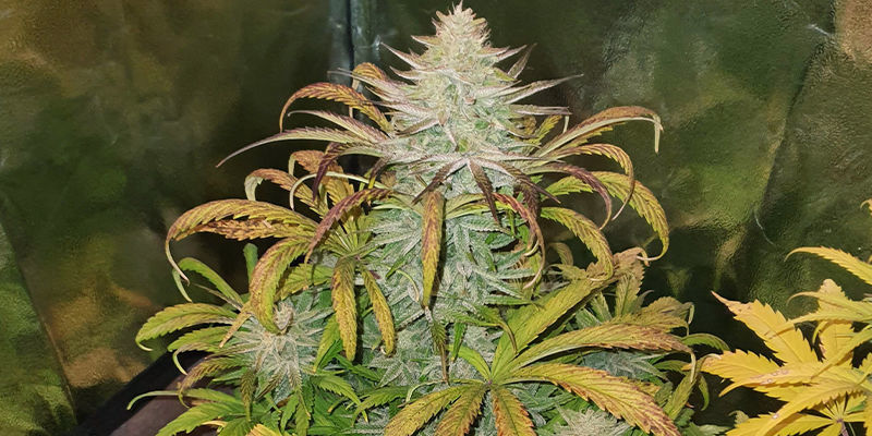 Unpassende Beleuchtung