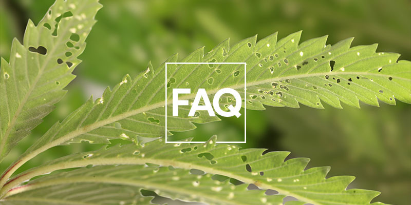 Häufig Gestellte Fragen (FAQ) Häufig Gestellte Fragen (FAQ)
