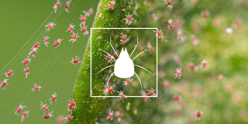 So Wird Man Spinnmilben Auf Cannabispflanzen Los So Wird Man Spinnmilben Auf Cannabispflanzen Los