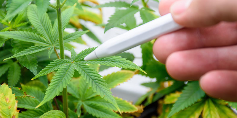 So Verhindert Man Spinnmilben So Verhindert Man Spinnmilben