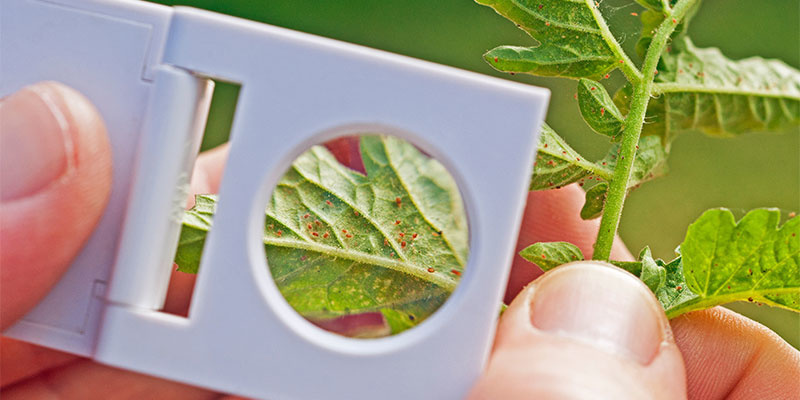 Spinnmilben: Am Besten Schnell Handeln Spinnmilben: Am Besten Schnell Handeln