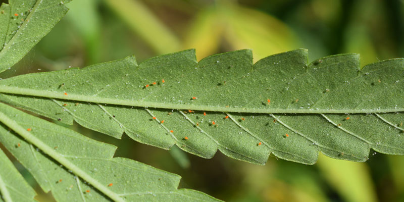 Was Sind Spinnmilben? Was Sind Spinnmilben?