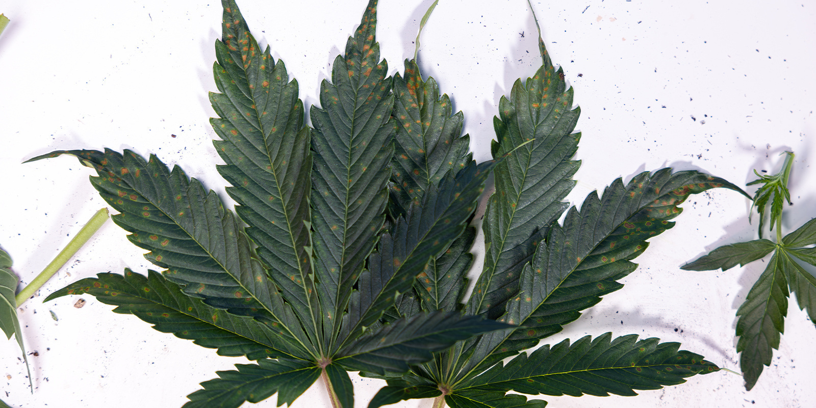 Ursachen für braune Flecken auf Cannabisblättern