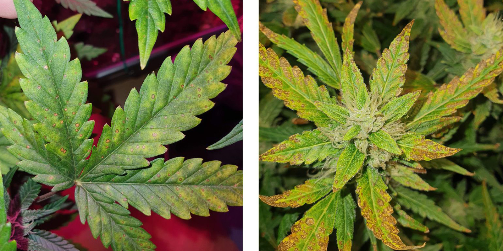 Fächerblätter vs. Zuckerblätter