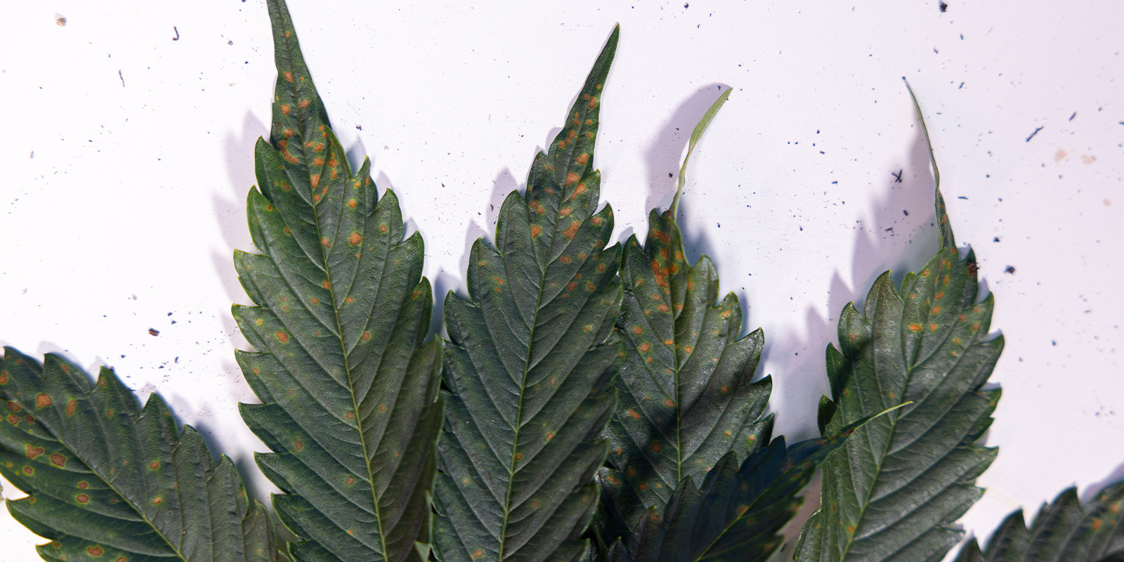 Braune Flecken wie ein Profi erkennen und beheben