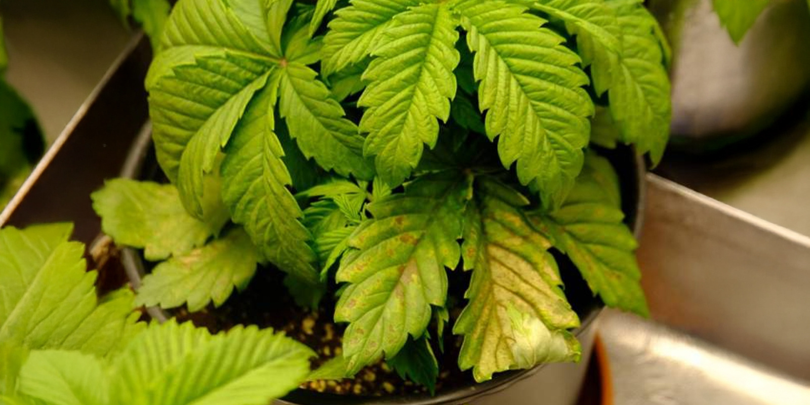 Überwässerung und Wurzelprobleme