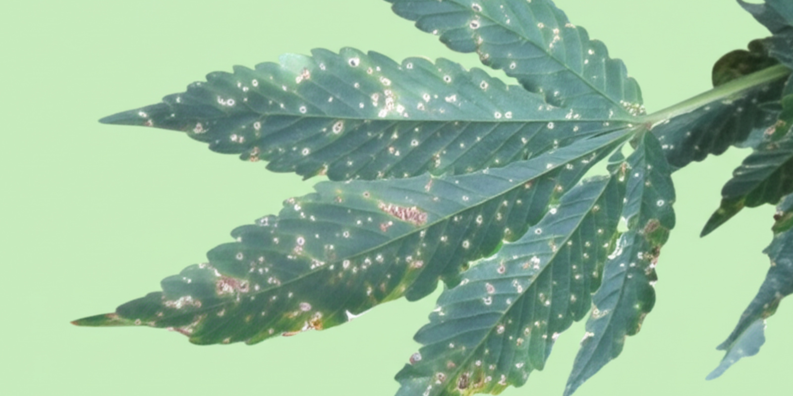 Schädlinge und Pilzinfektionen