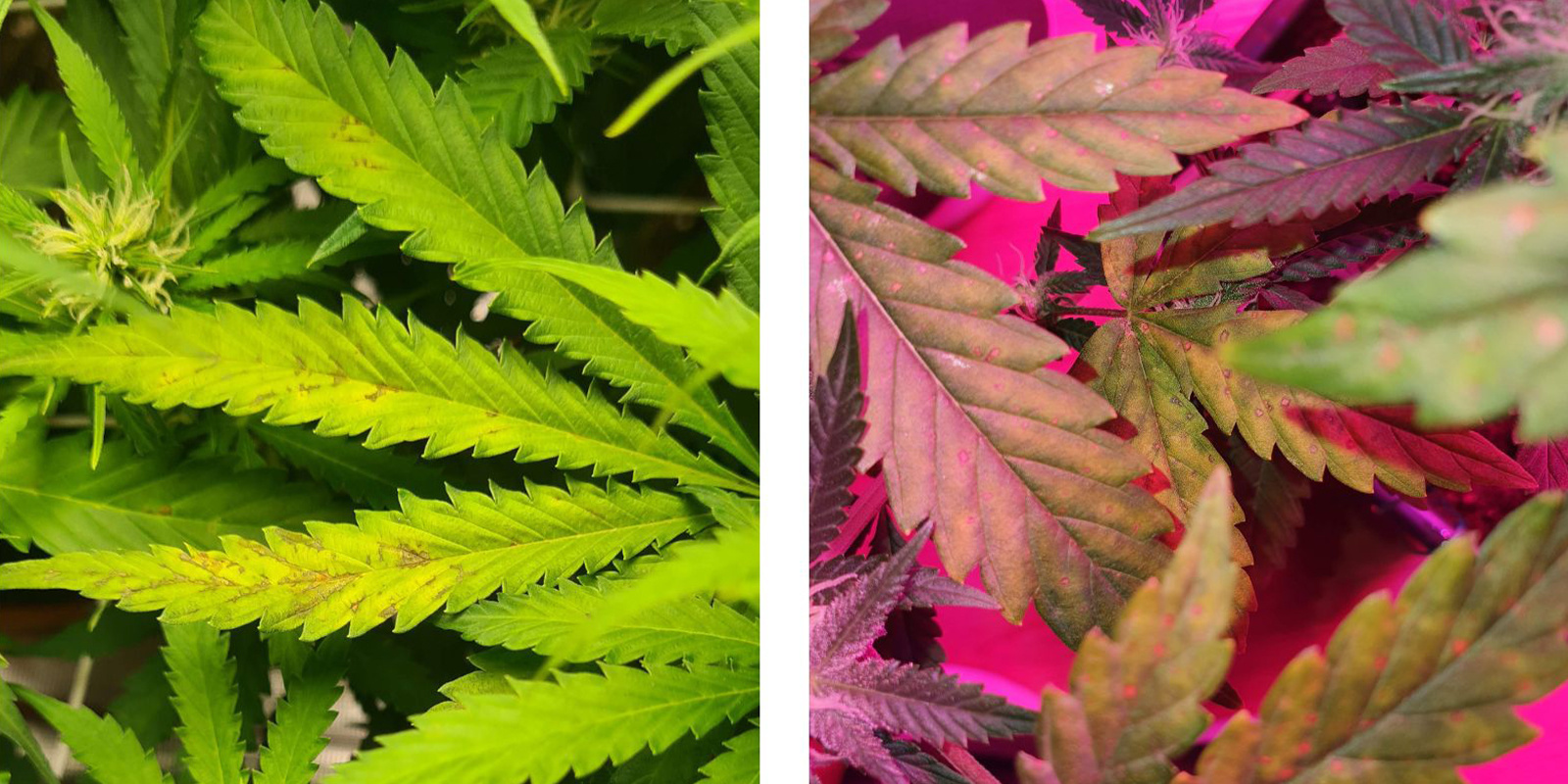 Obere vs. untere Pflanzenteile