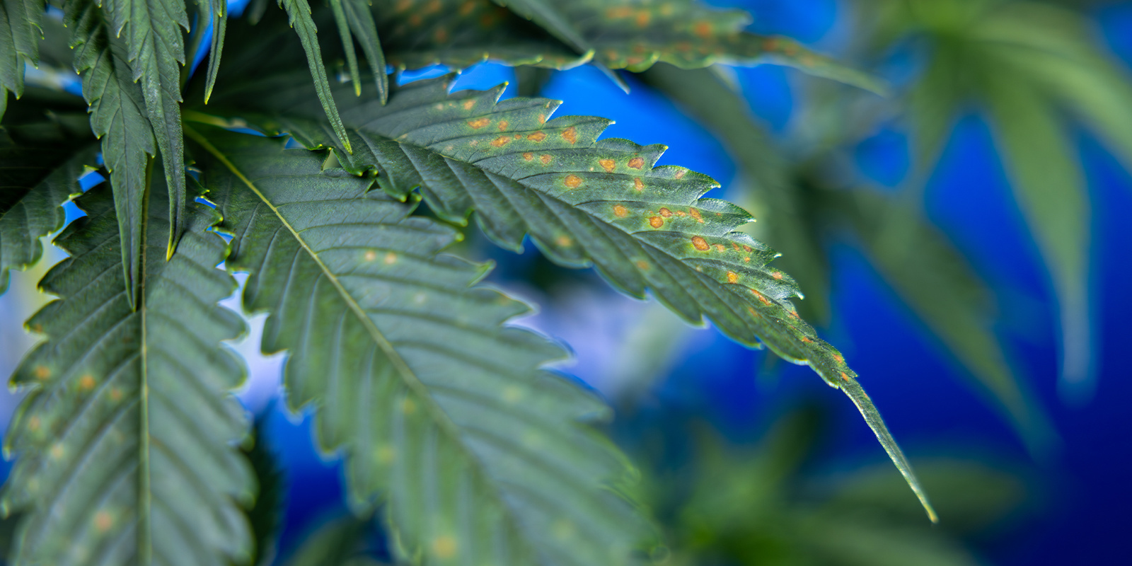 Was bedeuten braune Flecken auf Cannabisblättern?