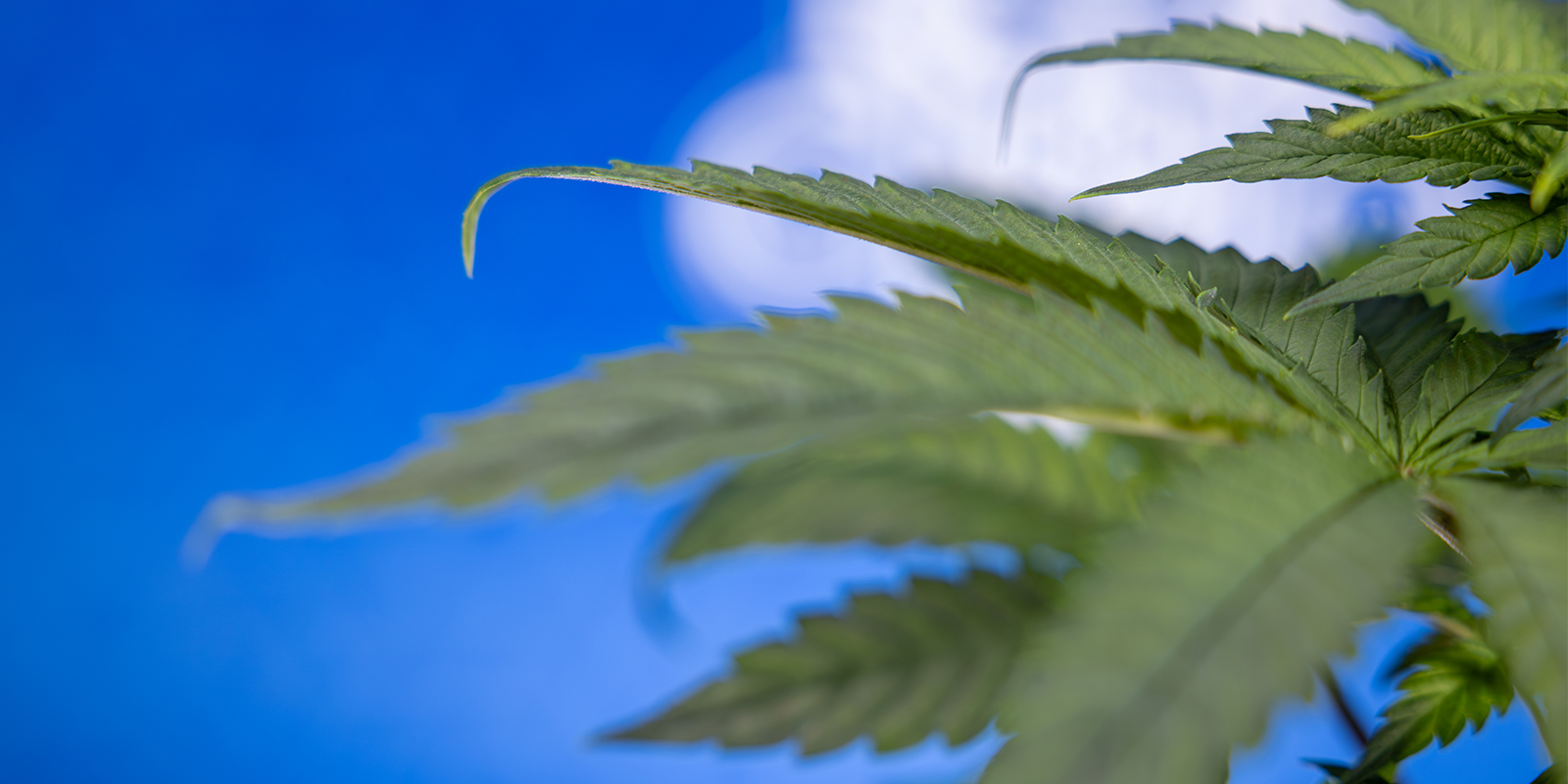 Lass dich von der Kralle nicht unterkriegen